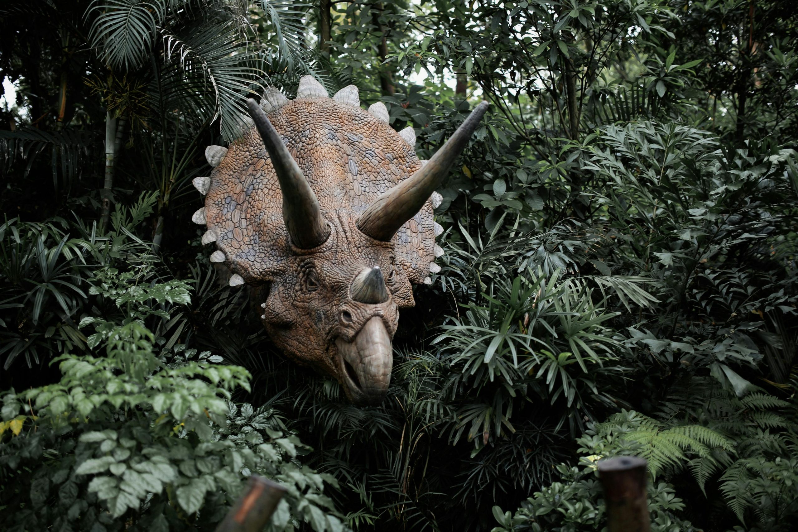 A realistic Triceratops sculpture emerges from dense jungle foliage, evoking a prehistoric atmosphere.